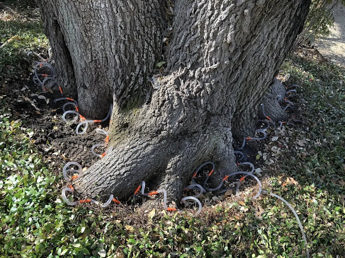 Detailed Tree Cabling and Bracing job site in Porterville