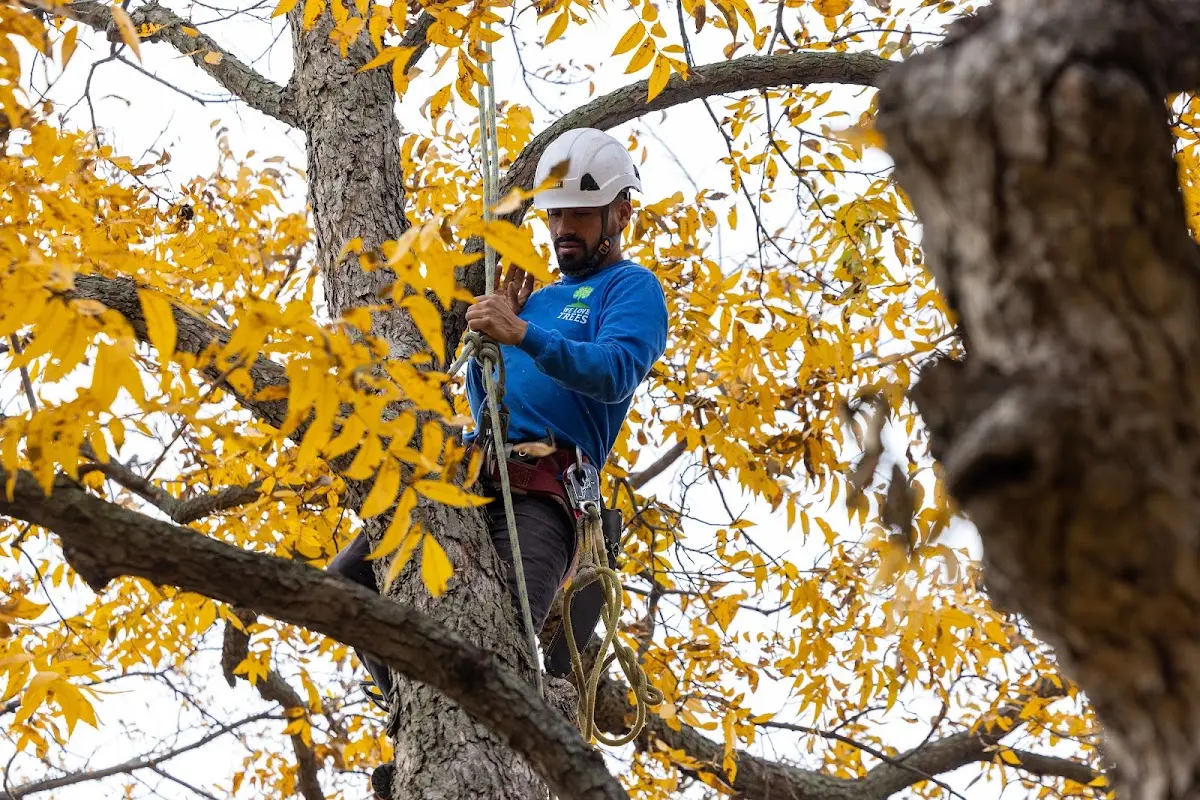 Skilled Tree Planting crew working in Porterville