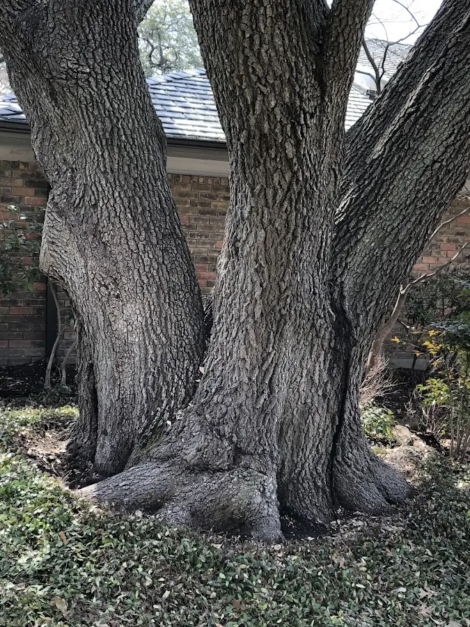 Mature heritage tree close to a Porterville property cared for by certified arborists